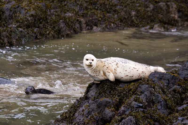 Harbor Seals